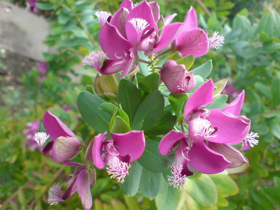 September Bush Flower seeds for Planting Cottage Garden Essential Heirloom & GMO Free Seeds for Home Garden