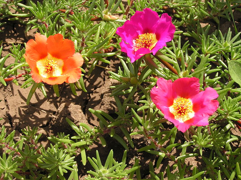 Heirloom Grandiflora Flower seeds for Planting Shade Tolerant Heirloom & GMO Free Seeds for Home Garden