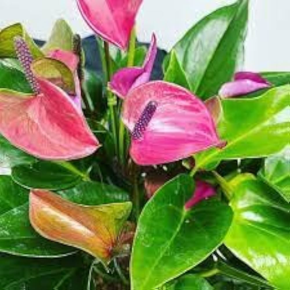 Anthurium Orange Flowers in Pots