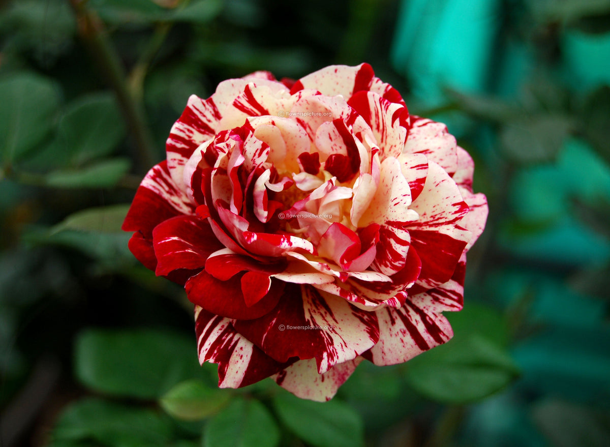 Strip Shrub Rose Growing in Pots