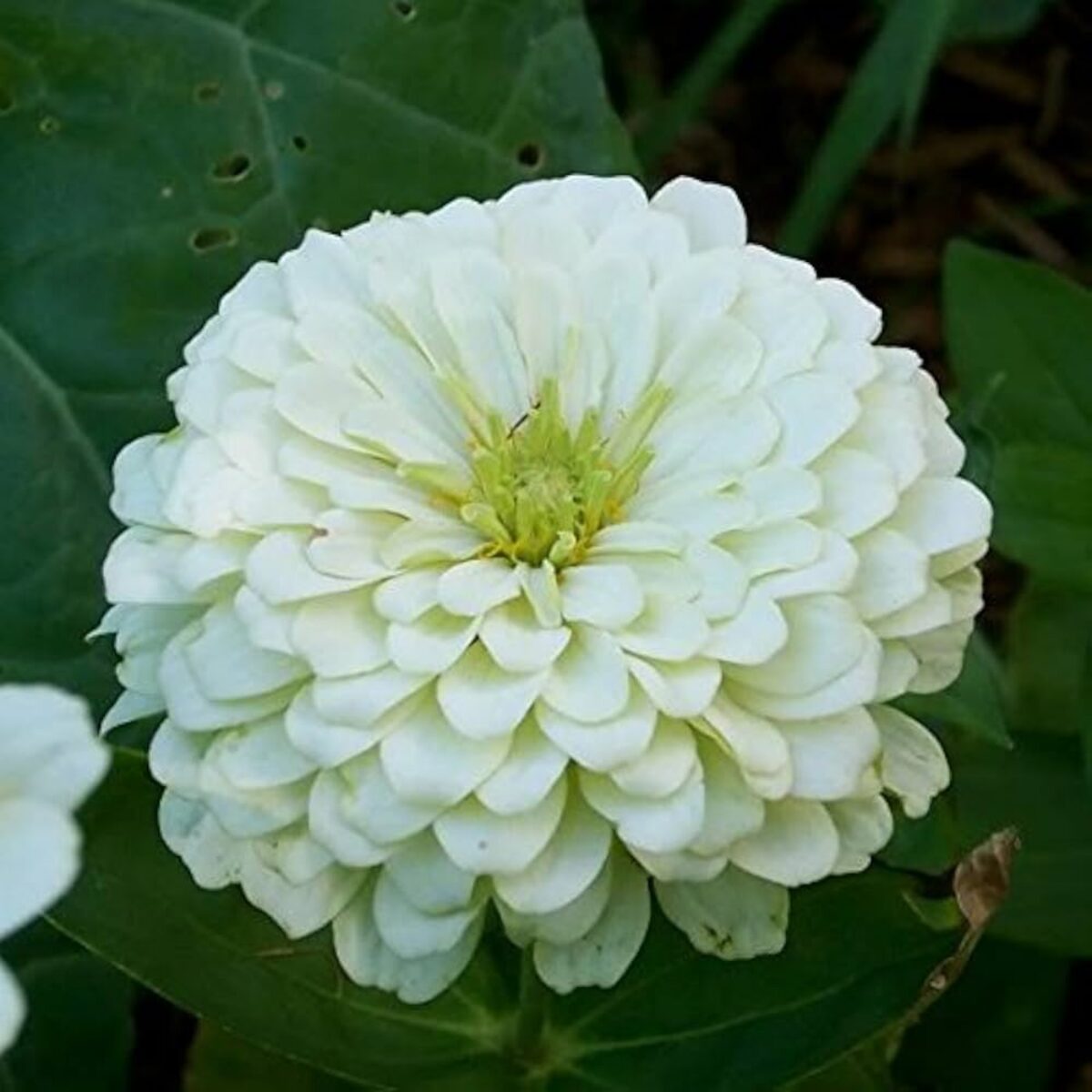 White Zinnia Flowers in Pots