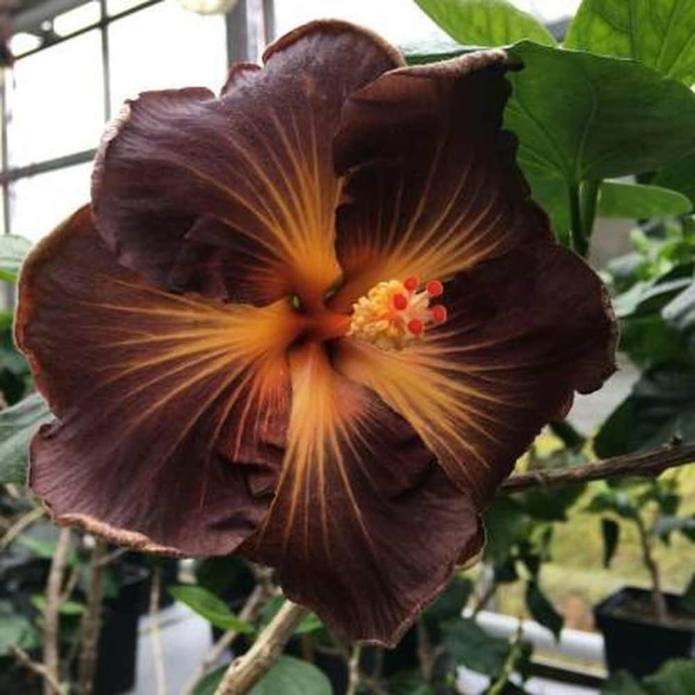 Brown Hibiscus Flowers Growing in Pots