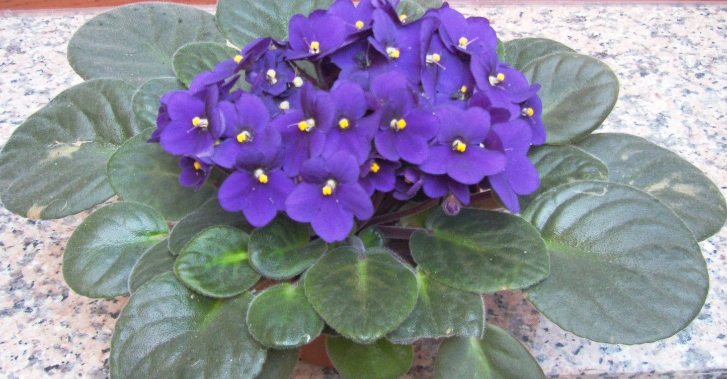 Potted Saintpaulia Plants Indoors