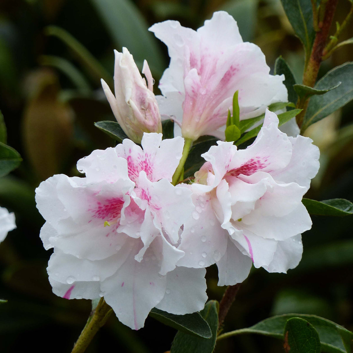 Premium Azalea Seeds Mix for Vibrant Blooming Season