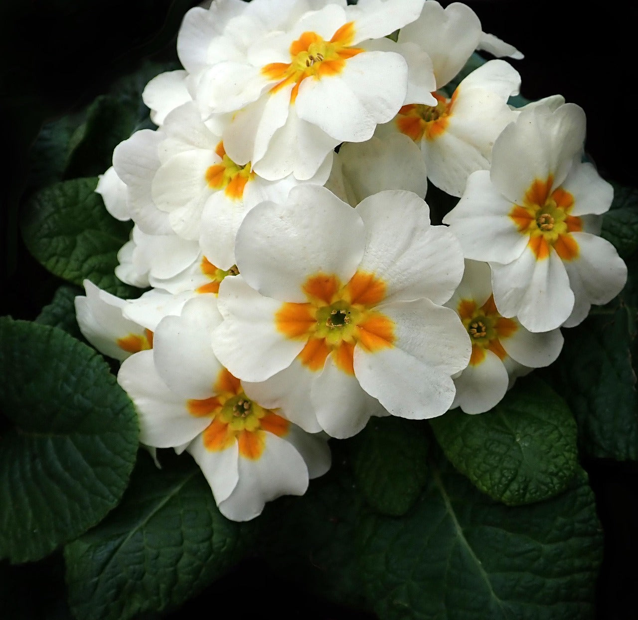 White Primrose Flower Seeds - Essential Planting Supplies