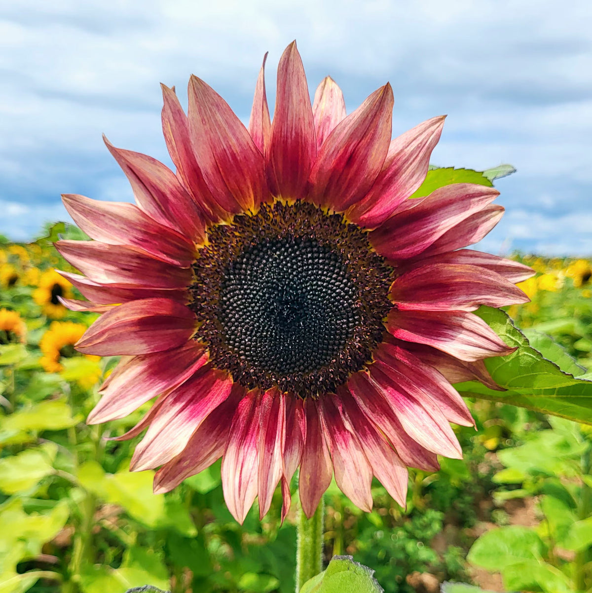 Sunflower Flower seeds for Planting Vibrant Colors Heirloom & GMO Free Seeds for Home Garden