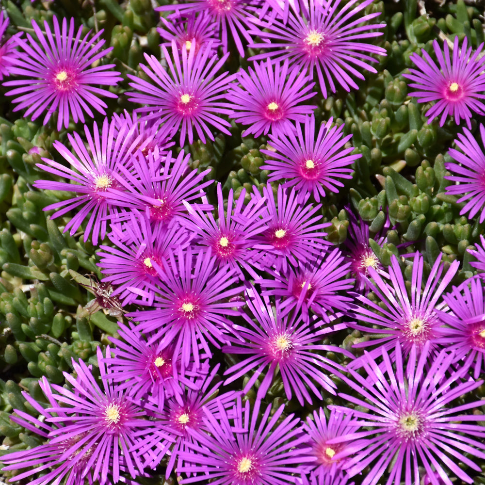 Fuschia Ice Flower seeds for Planting Hardy Variety Heirloom & GMO Free Seeds for Home Garden