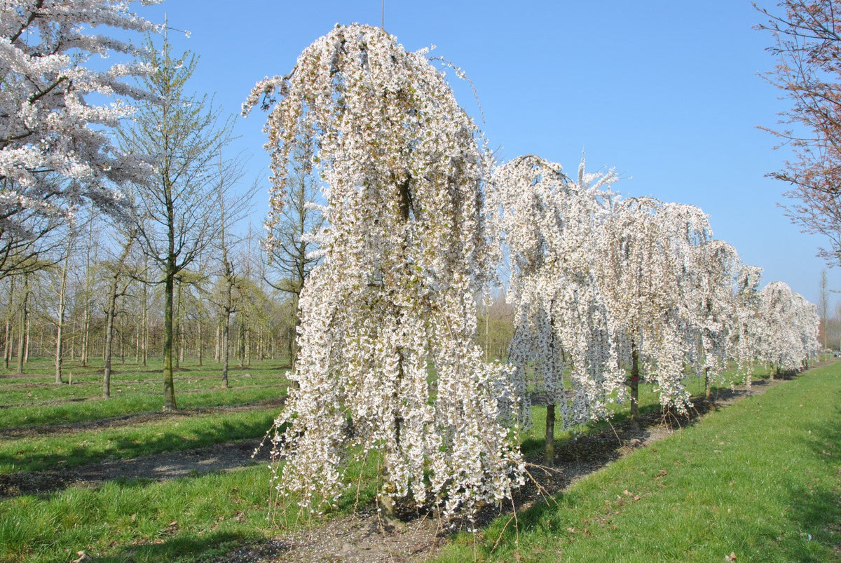 Snow Fountain Weeping Tree Planting Seeds Flower