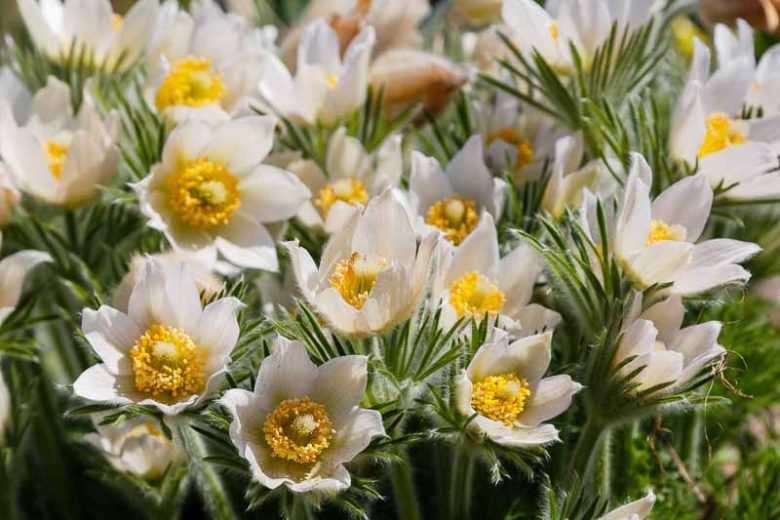 Pasque Flower seeds for Planting Garden Favorite Heirloom & GMO Free Seeds for Home Garden