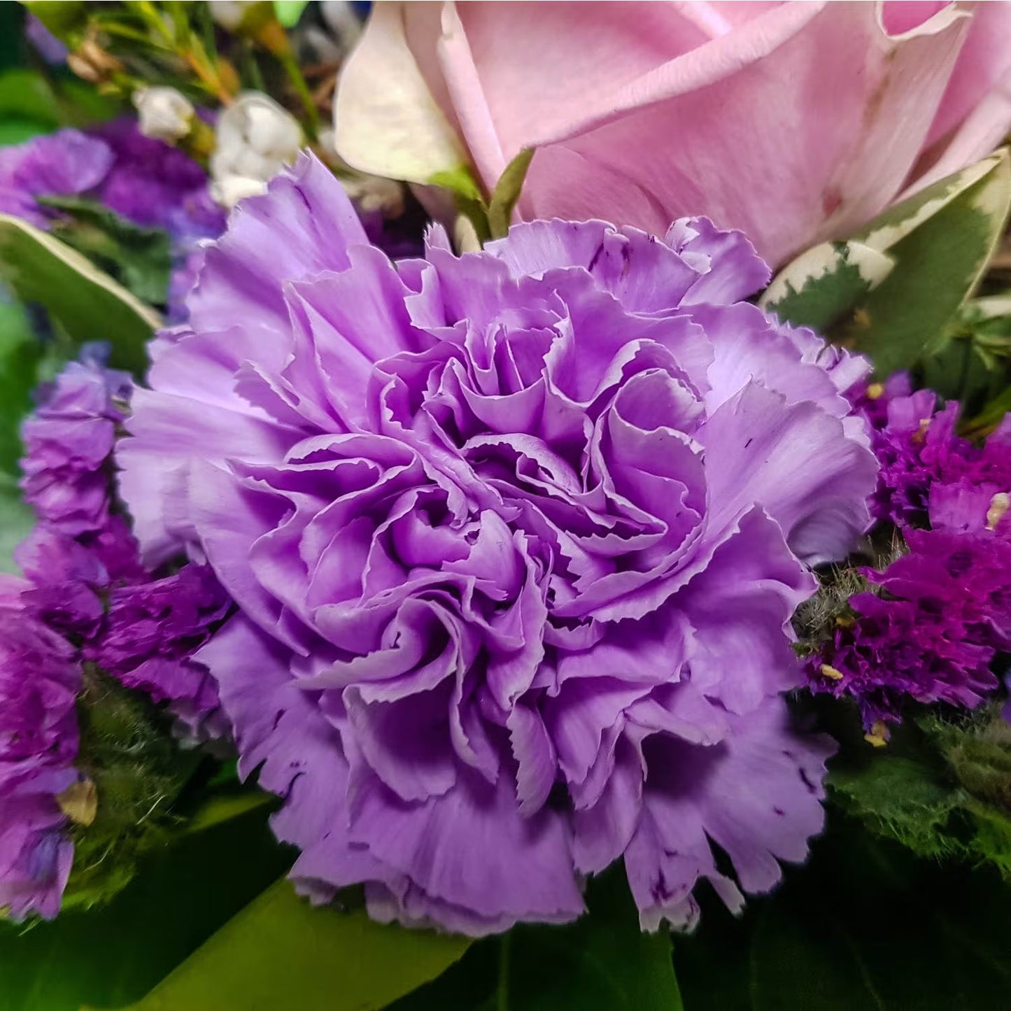 Purple Carnation Flower Seeds for Planting