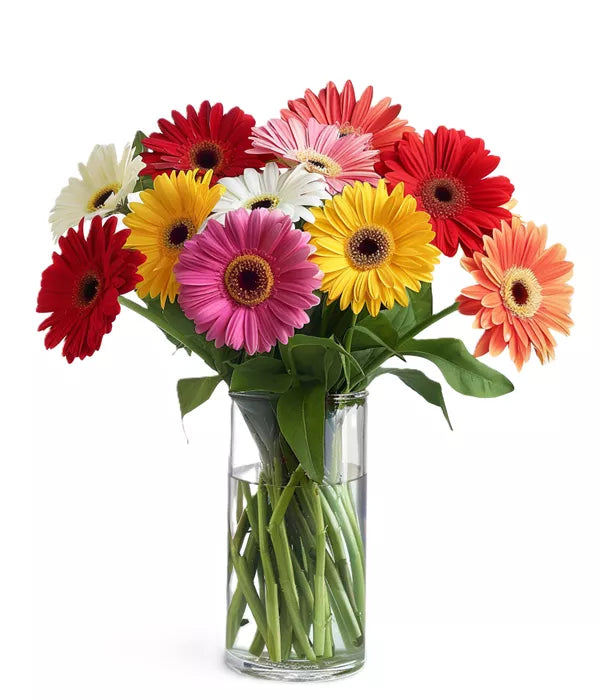 Gerbera Flower Seeds Planting Pack