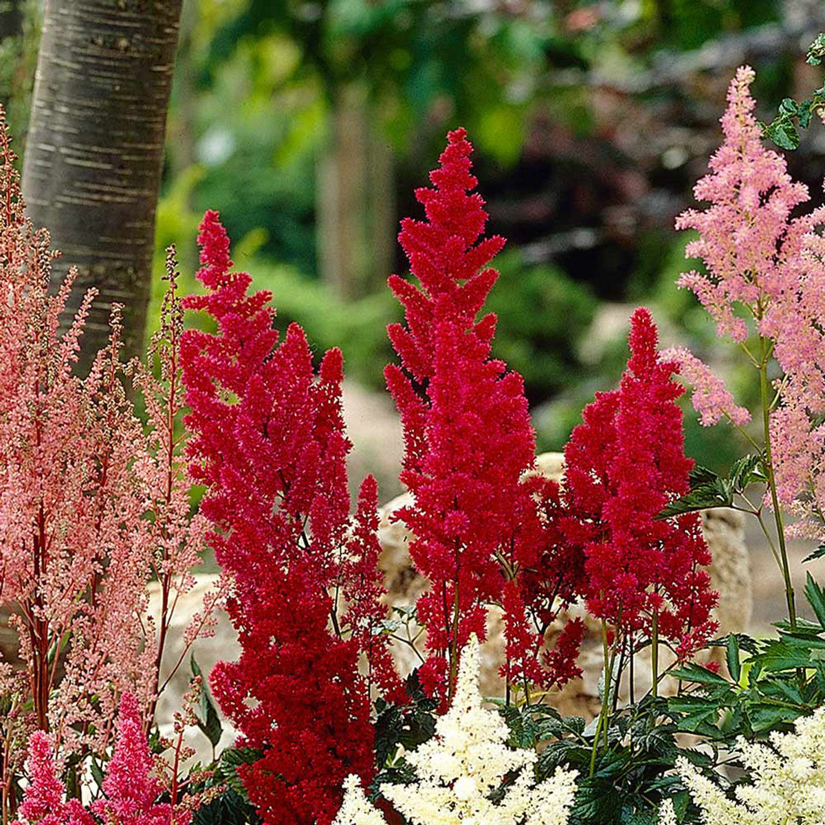 Red Astilbe Border Flowers for Lush Landscapes