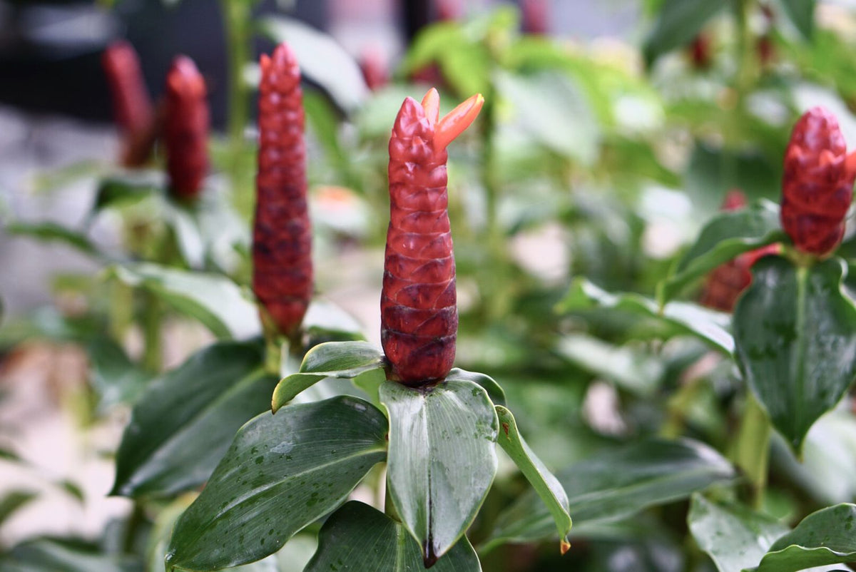 Red Button Ginger Seeds for Easy Planting