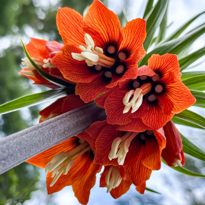 Red Crown Imperial Fritillaria Flower Seeds, Heirloom Non-GMO Blooms for Elegant Spring Garden Planting