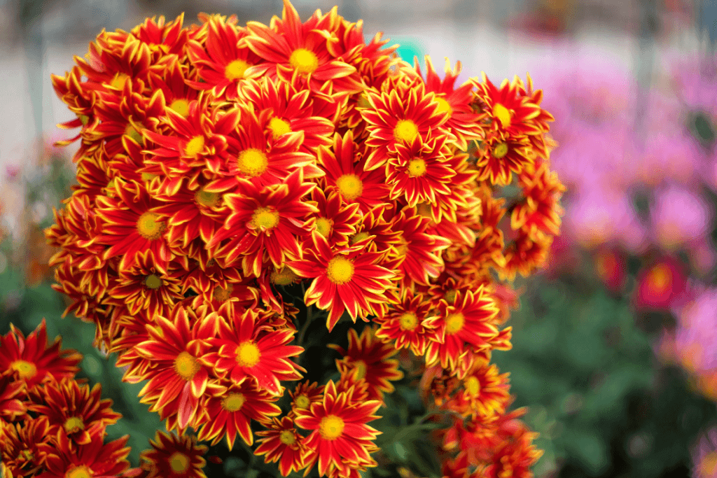 Heirloom Chrysanthemum Flower seeds for Planting Sun Loving Heirloom & GMO Free Seeds for Home Garden