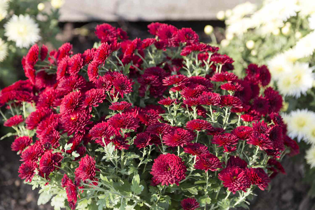 Dark Red Succulent Seeds For Easy Planting Plant Seeds