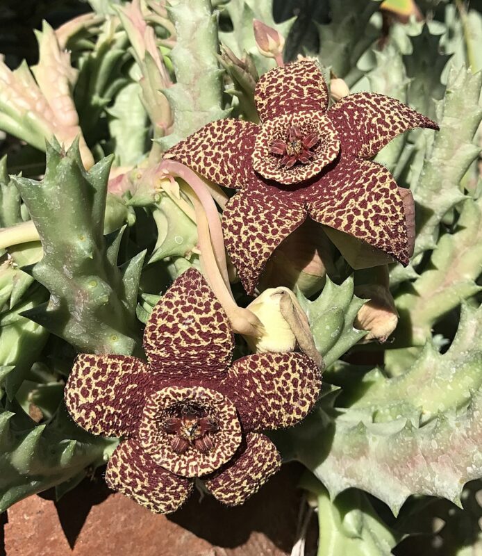 Stapelia Pulchella Flower seeds for Planting Colorful Display Heirloom & GMO Free Seeds for Home Garden