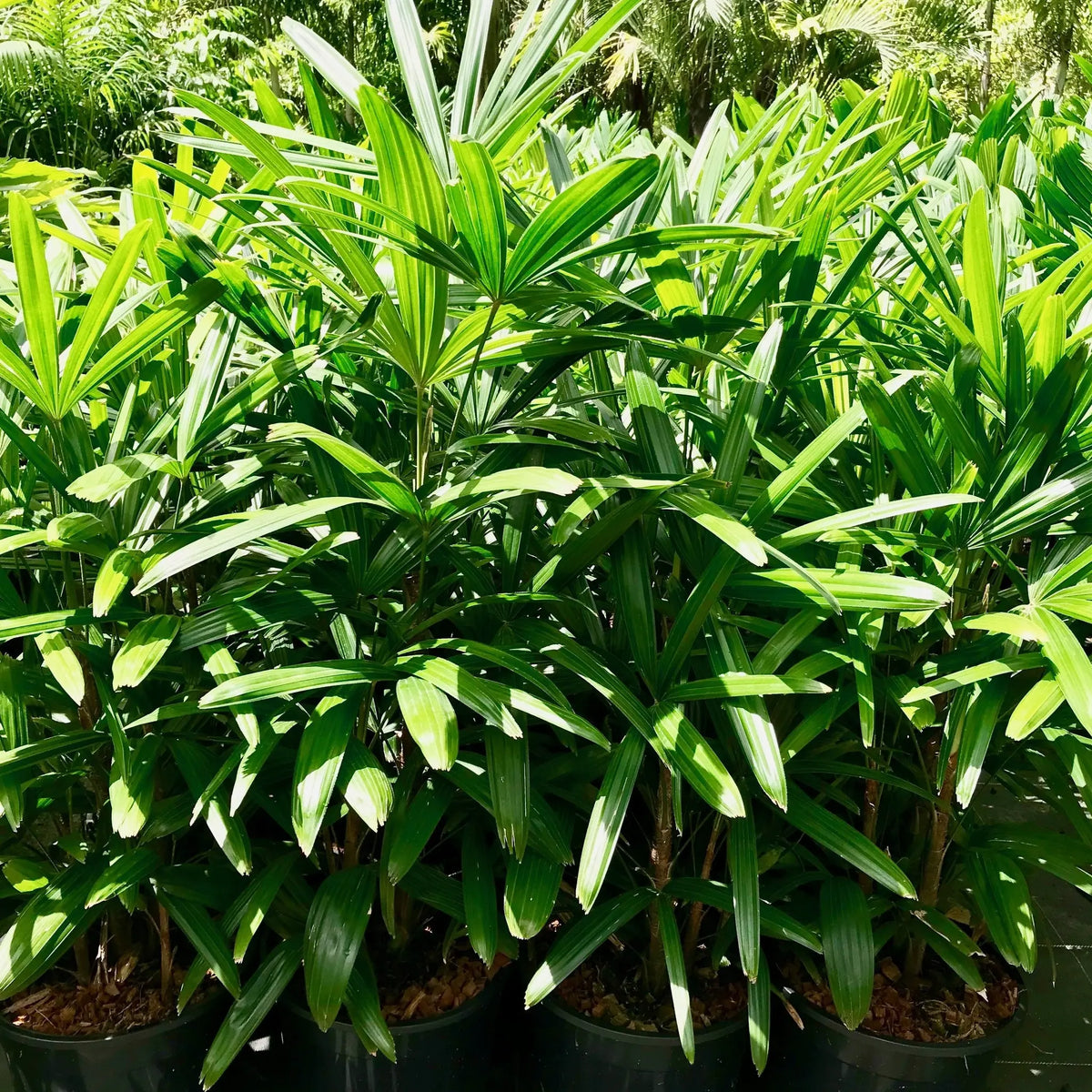 Rhapis Flower seeds for Planting Premium Quality Heirloom & GMO Free Seeds for Home Garden