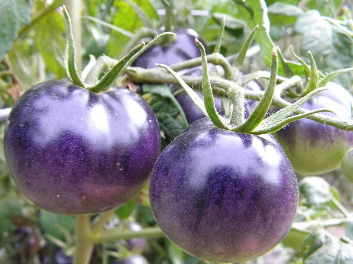 Ripe purple tomatoes in garden