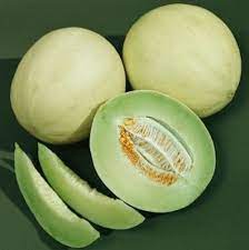 Rocky Ford Cantaloupe vines growing in garden