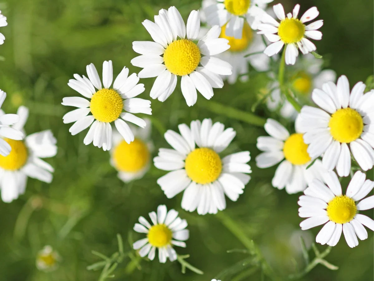 Chamomile Seeds - Bodegold (Matricaria recutita)
