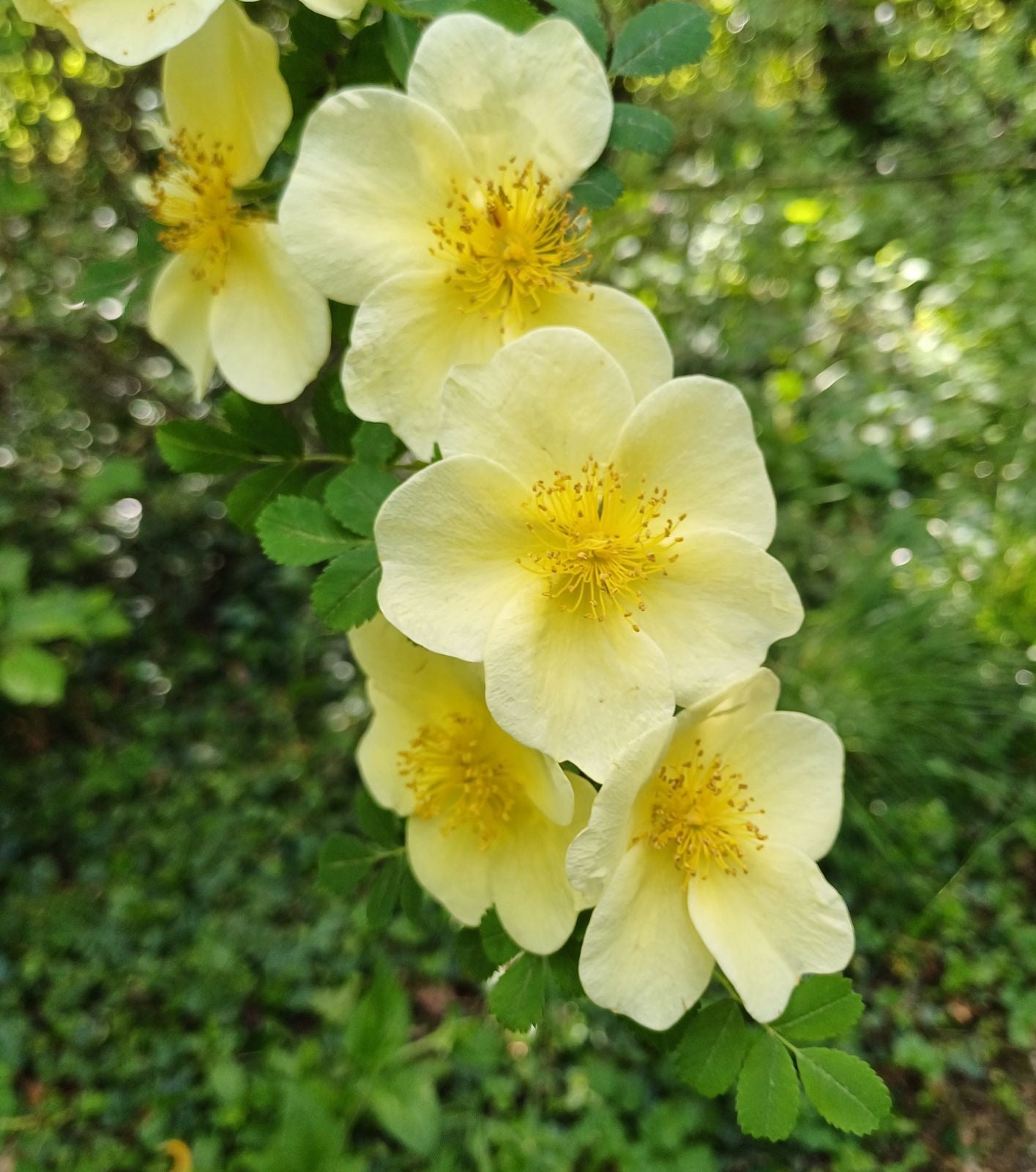 Rosa Xanthina Flower seeds for Planting Garden Favorite Heirloom & GMO Free Seeds for Home Garden