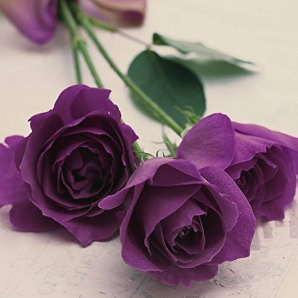Violet Rose growing in container
