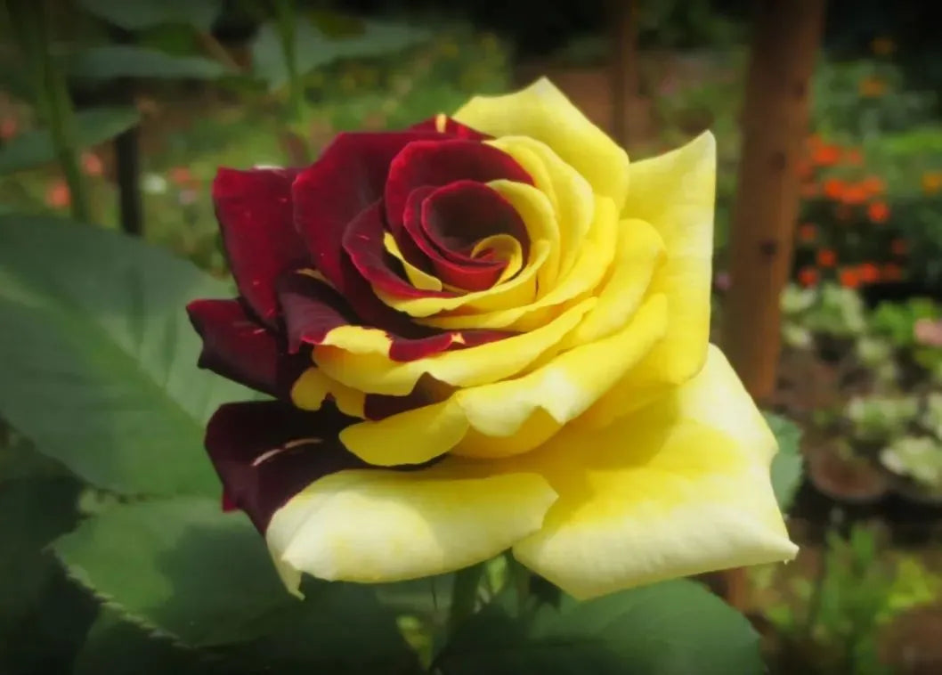 Close-up of red and yellow rose petals