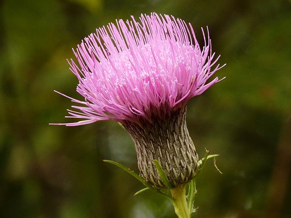 Cirsium Muticum Flower for Planting Vibrant Colors Heirloom & GMO Free Seeds for Home Garden