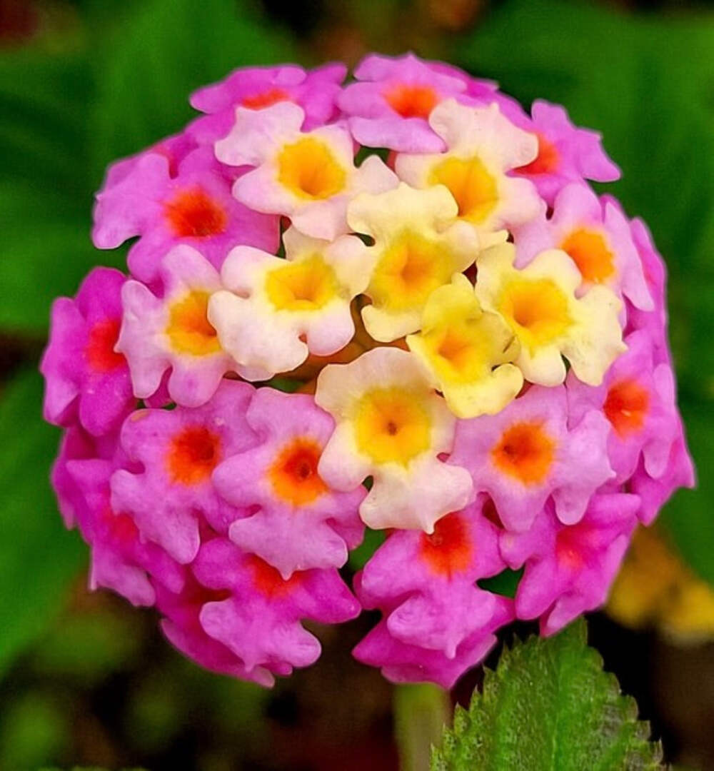Lantana Flower seeds for Planting Wildflower Mix Heirloom & GMO Free Seeds for Home Garden