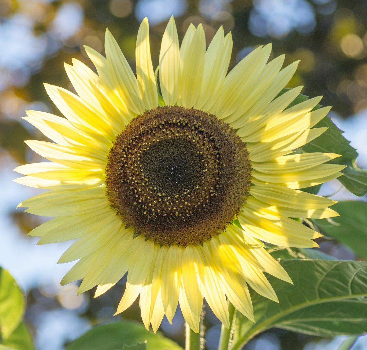 Light Yellow Sunflower Seeds For Planting