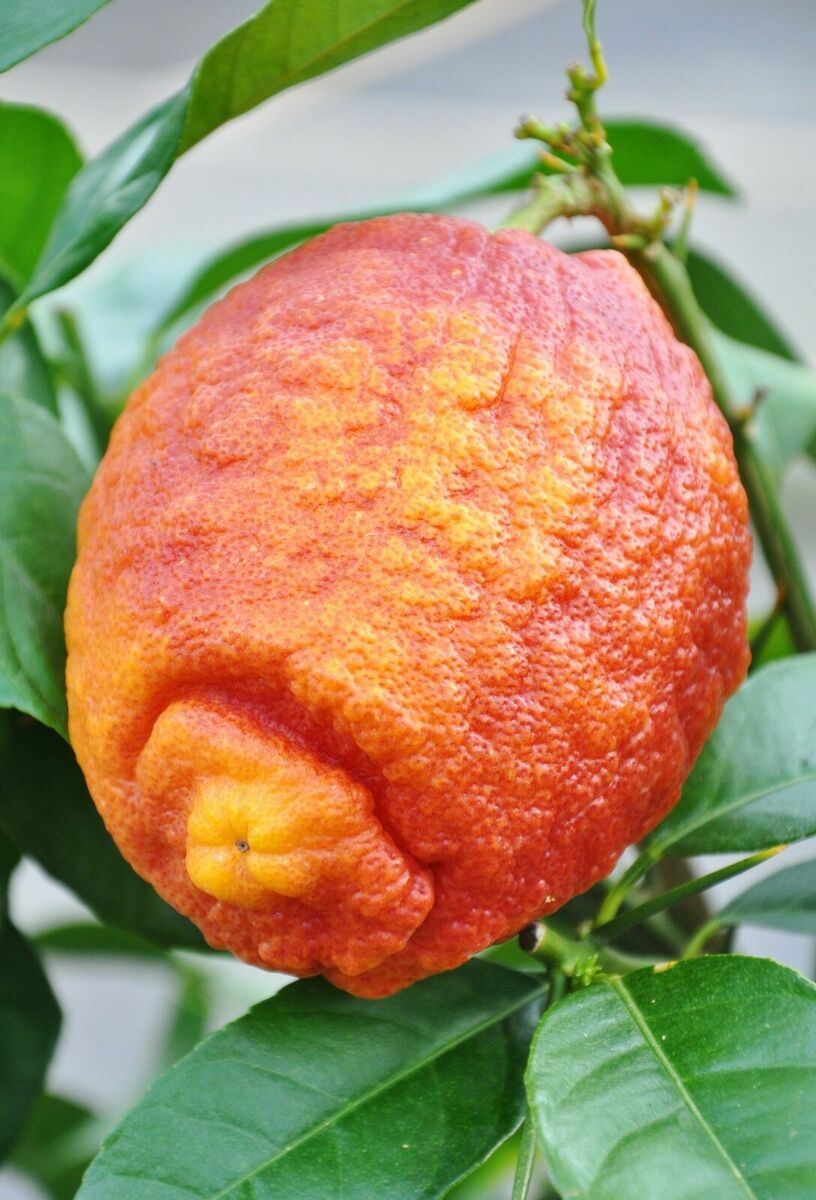 Red Lemon Fruit Seeds Yellow Planting