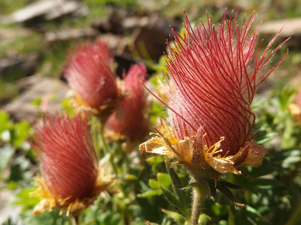 Heirloom Geum Reptans Flower seeds for Planting Colorful Display Heirloom & GMO Free Seeds for Home Garden