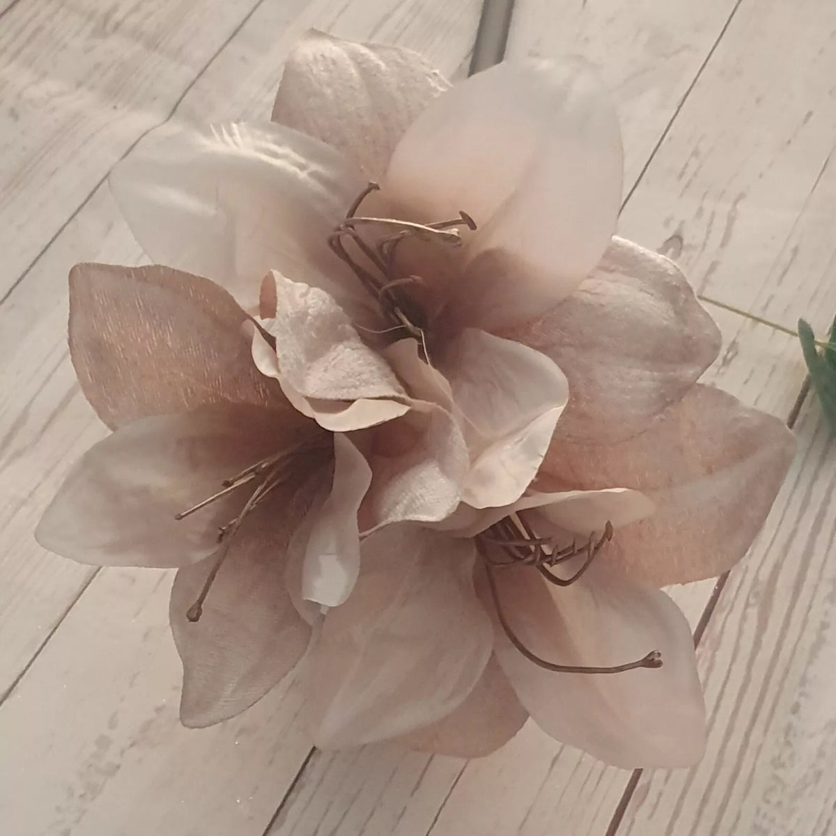 Ash Amaryllis Flower seeds for Planting Long Bloom Season Heirloom & GMO Free Seeds for Home Garden