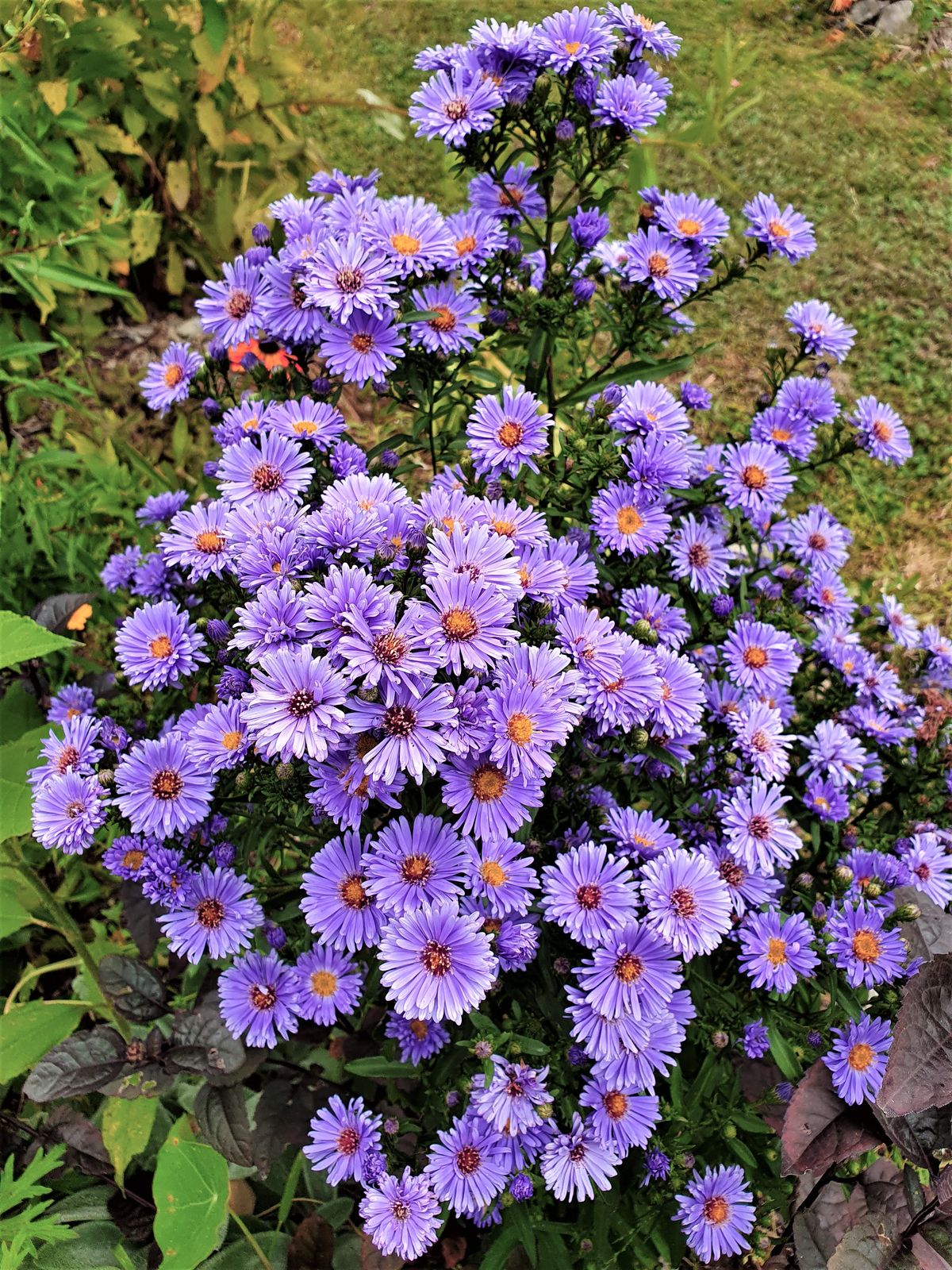 Aster NoviBelgii Flower seeds for Planting Shade Tolerant Heirloom & GMO Free Seeds for Home Garden