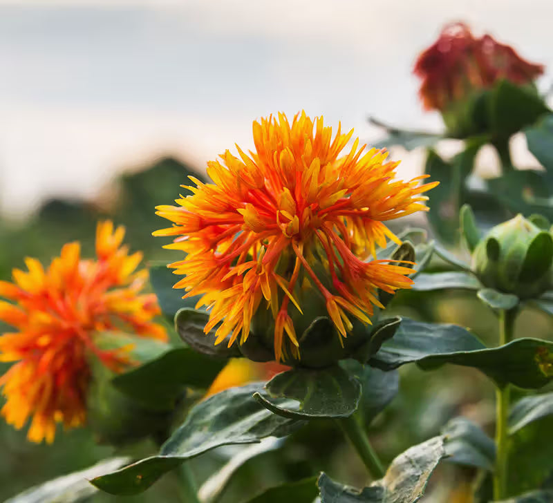 SafFlower seeds for Planting Long Bloom Season Heirloom & GMO Free Seeds for Home Garden