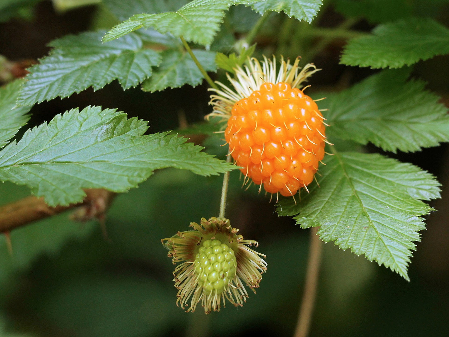 Salmonberry (Russian Raspberry) Rubus Spectabilis Fruit Seeds