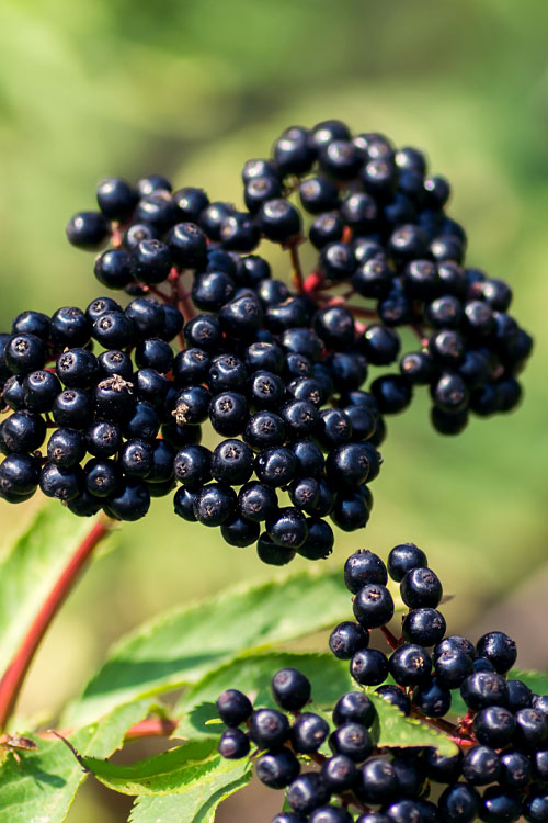 Elderberry Seeds - Black (Sambucus nigra)