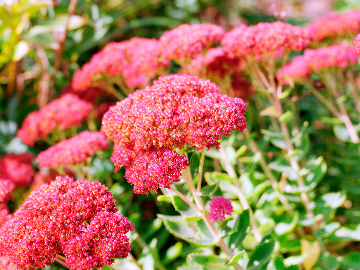 Sedum Flower seeds for Planting Long Bloom Season Heirloom & GMO Free Seeds for Home Garden