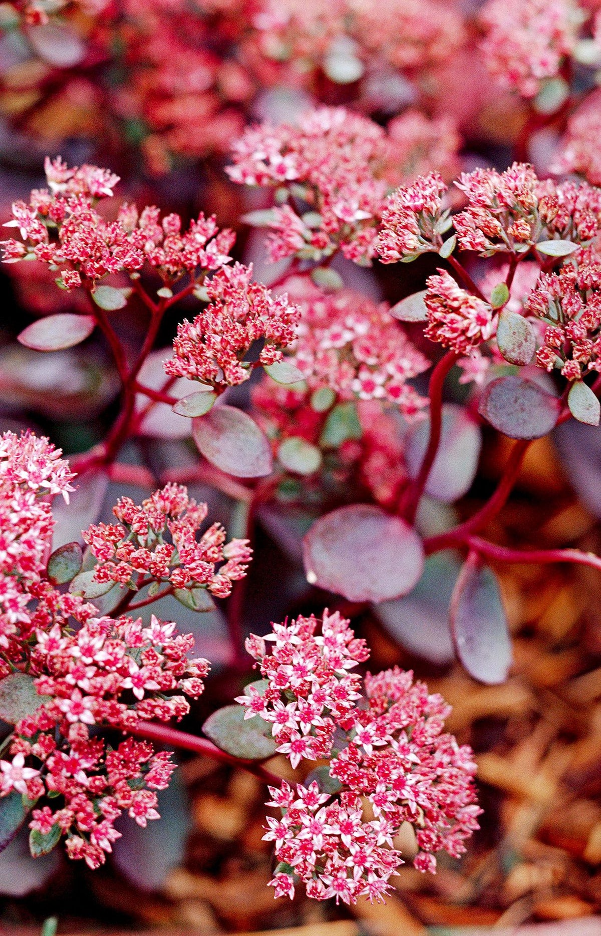Sedum Dragons Blood Groundcover Flower seeds for Planting - Compact Growth, Heirloom & GMO Free Seeds for Home Garden