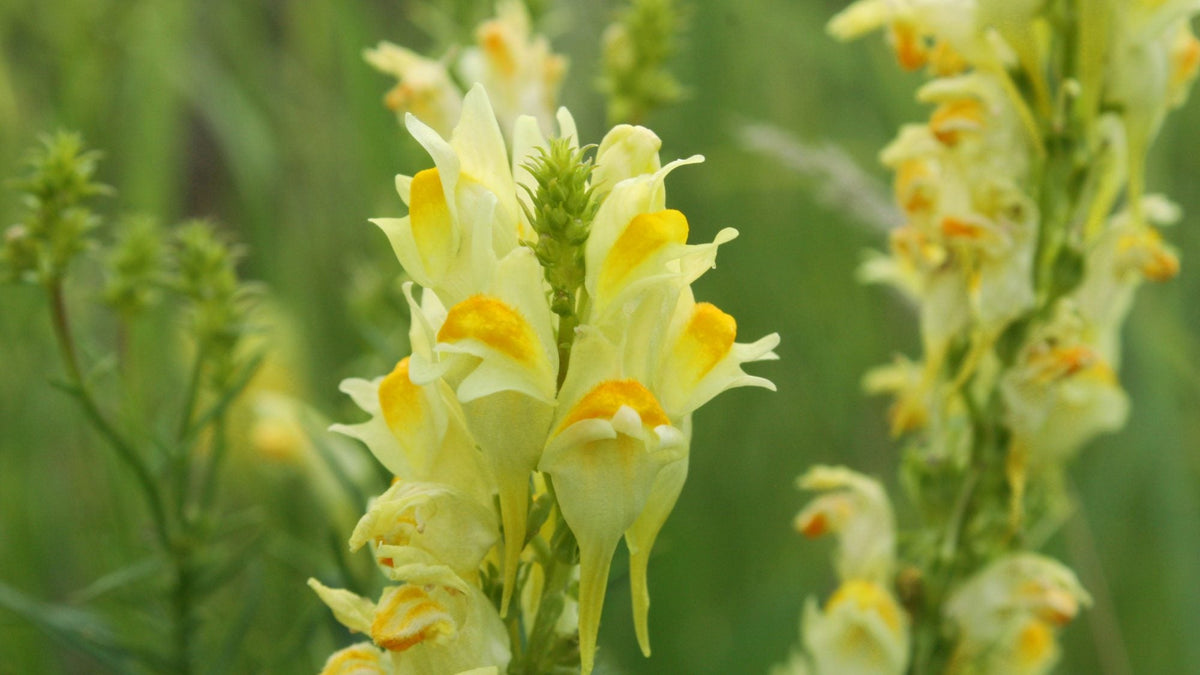 Toadflax Flower seeds for Planting Shade Tolerant Heirloom & GMO Free Seeds for Home Garden