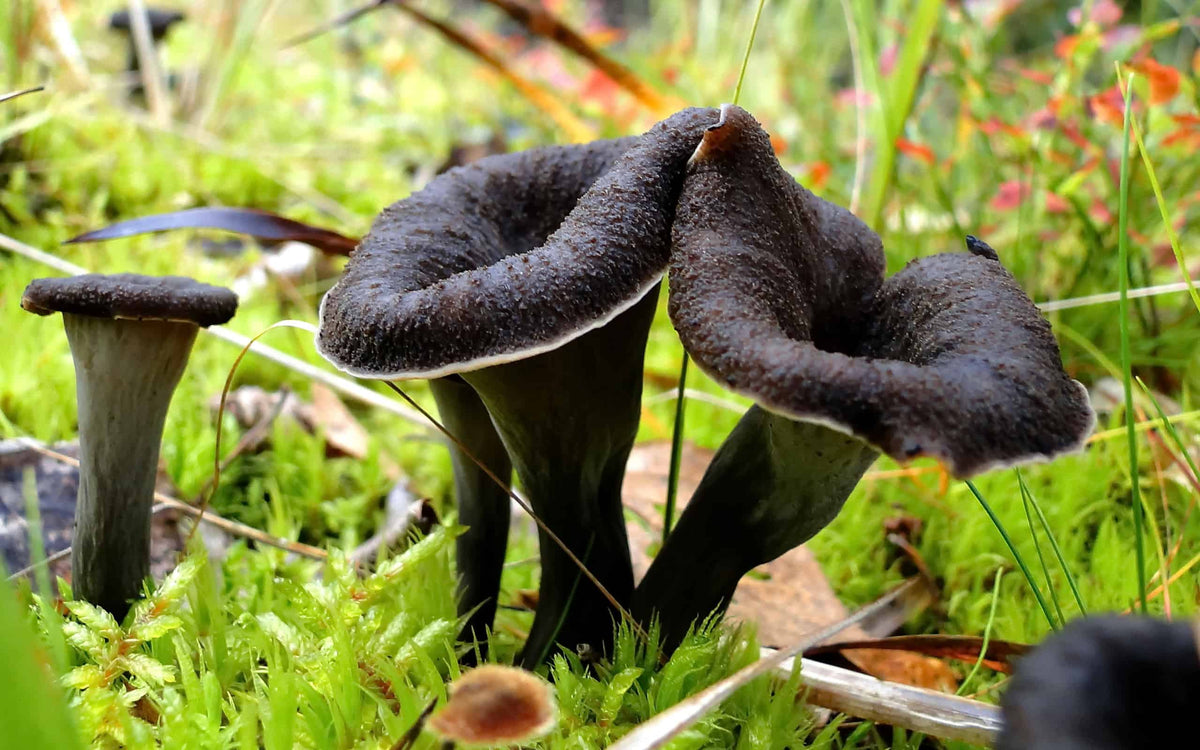 Black Mushrooms Planting Seeds