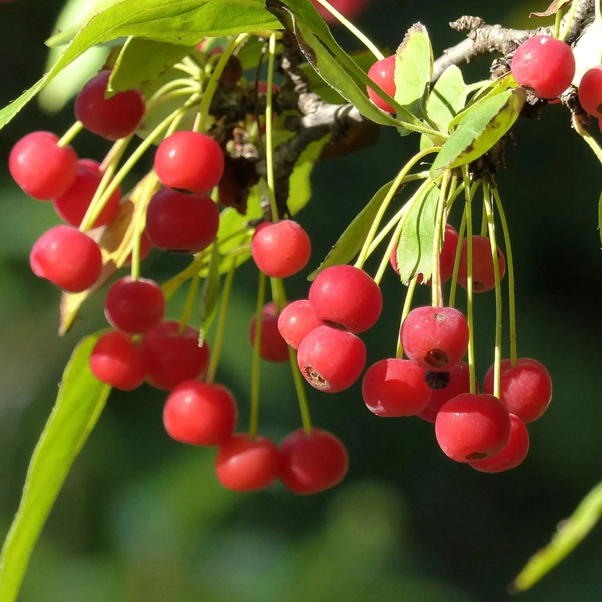 Sargent Crab Apple (Malus Sargentii) Shrub Hummingbird Flower White Red Seeds