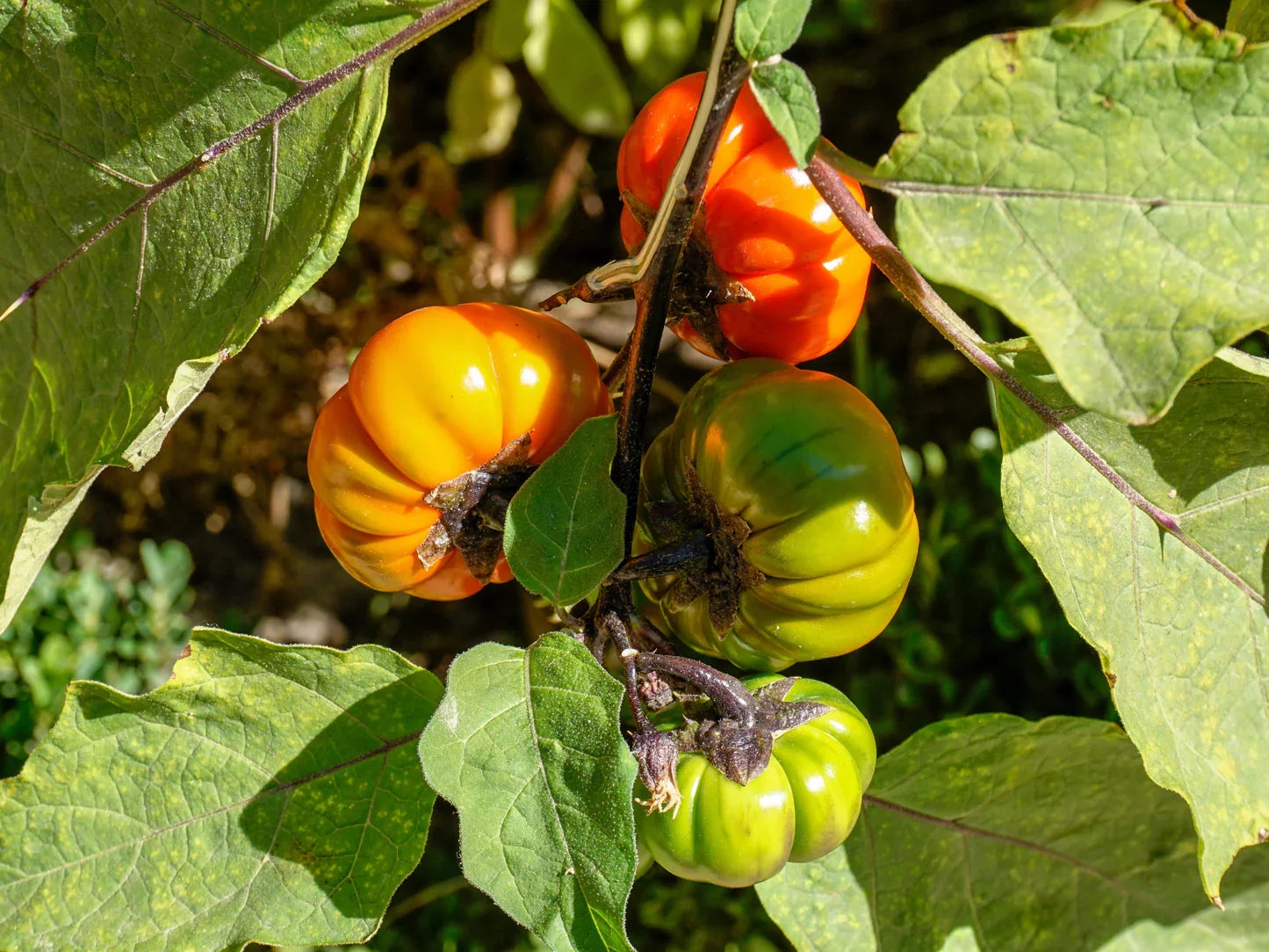 Ruffled Red Eggplant 'Pumpkin on a Stick' (Solanum melongena) Seeds – Edible & Ornamental