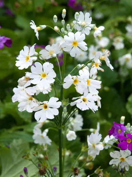 Pink Red Primula Malacoides Flower seeds for Planting Shade Tolerant Heirloom & GMO Free Seeds for Home Garden