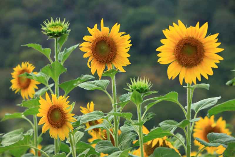 SunFlower seeds for Planting Premium Quality Heirloom & GMO Free Seeds for Home Garden
