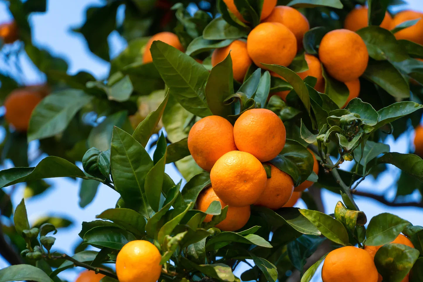 Tangerine (Mandarin Orange) Citrus reticulata Fruit Tree Seeds