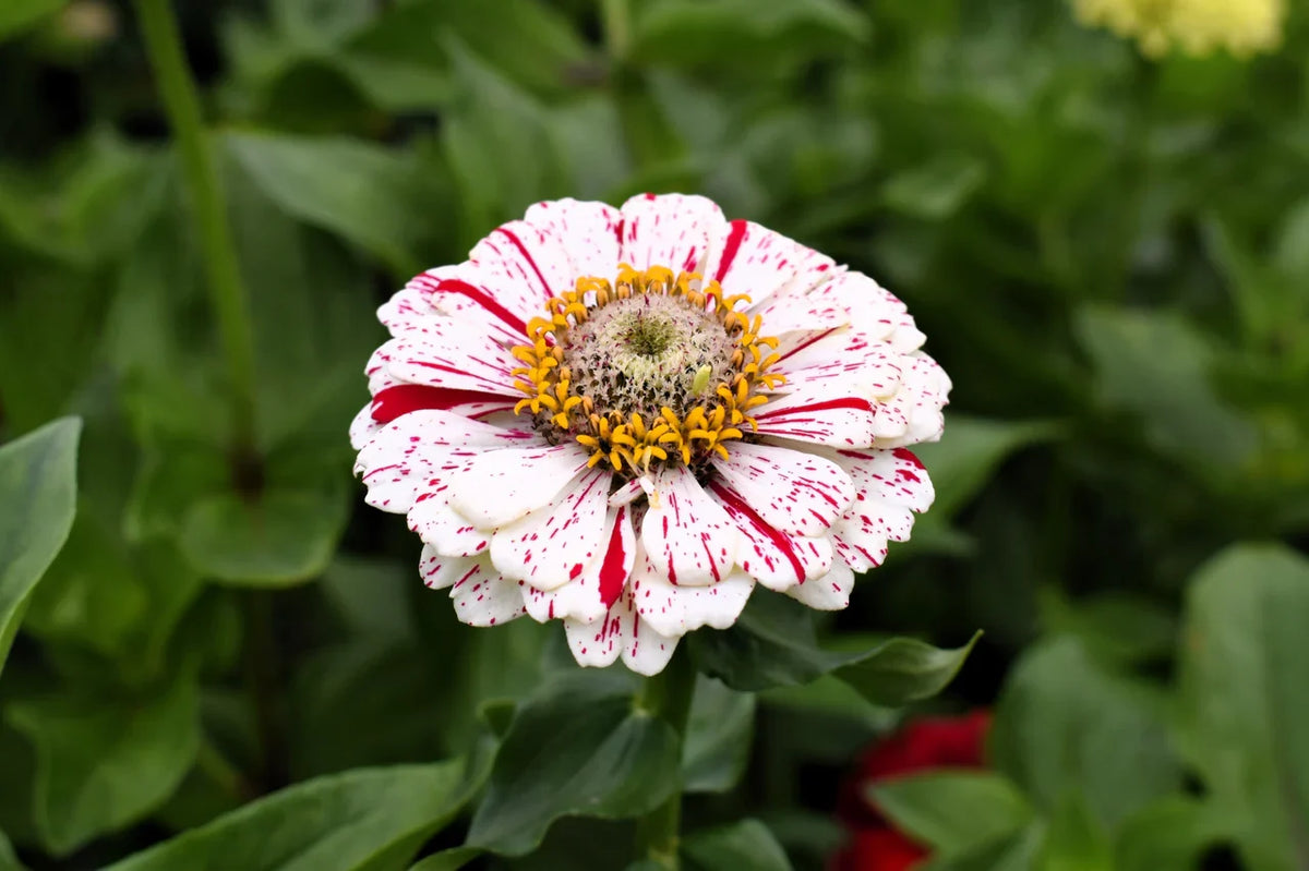 Elegans Peppermint Flower seeds for Planting Garden Favorite Heirloom & GMO Free Seeds for Home Garden