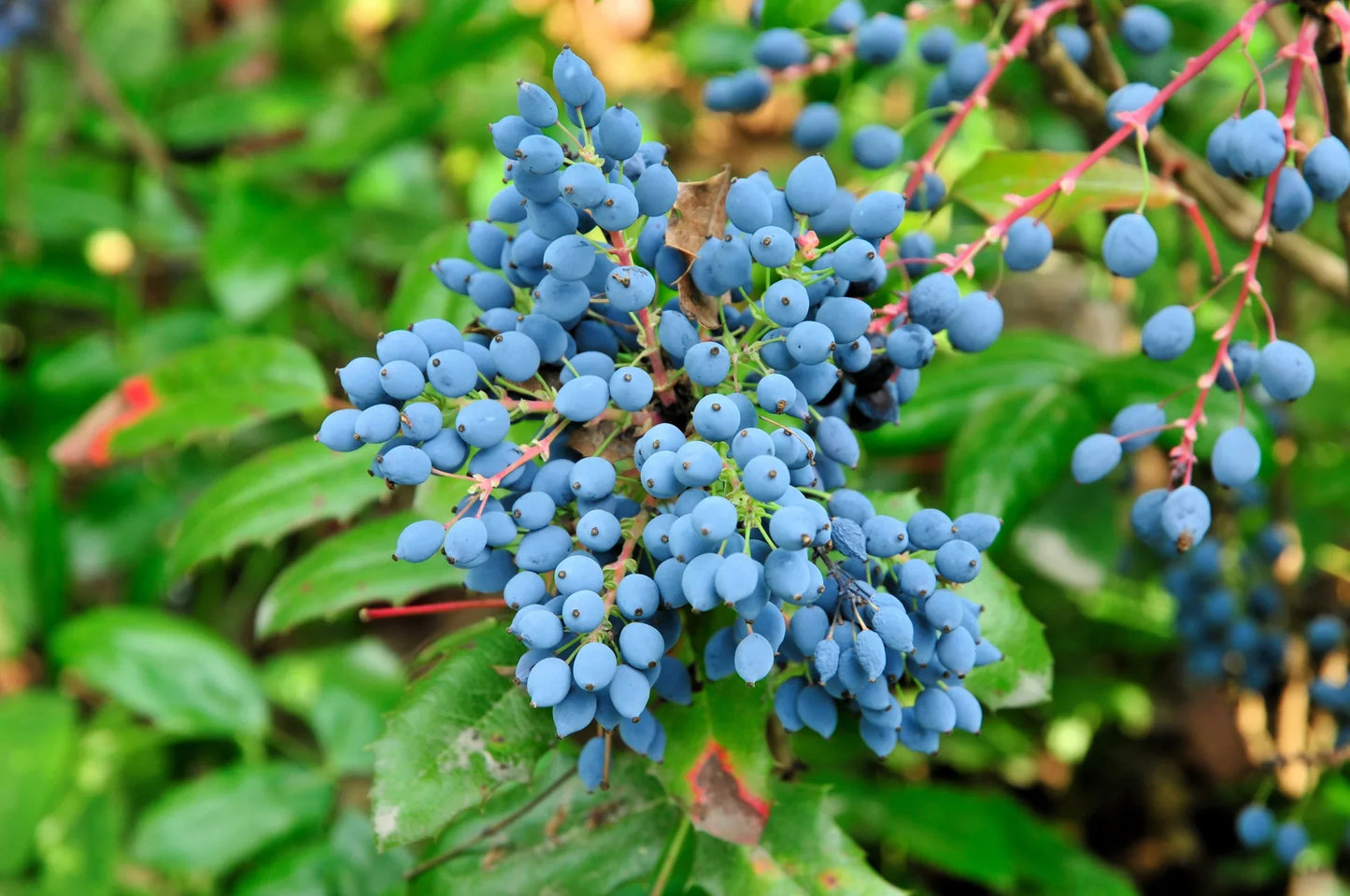 Oregon Grape Holly Fruit Vine (Mahonia aquifolium) Seeds