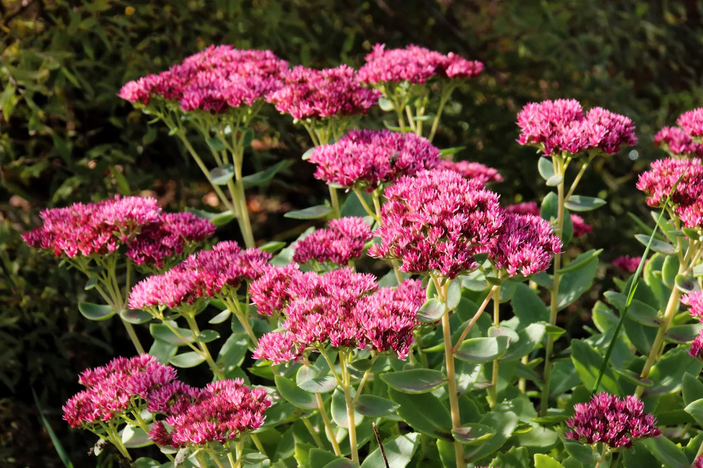 Pink Sedum Telephium Flower seeds for Planting - Wildflower Mix, Heirloom & GMO Free Seeds for Home Garden